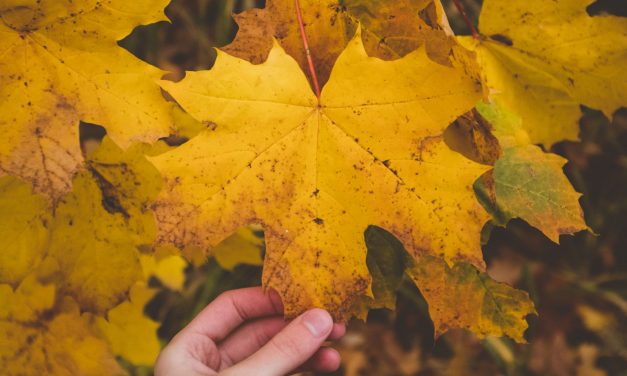 Research Shows Maple Leaf Extract Could Stop Wrinkles