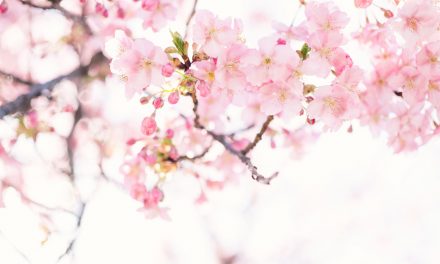 Cherry Blossom Symbolism and How To Incorporate Them Into Your Next Tattoo