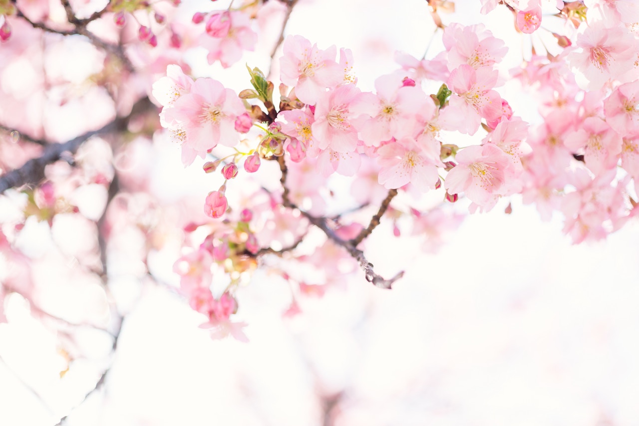 What do Chinese cherry blossoms symbolize?